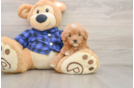 Small Mini Goldendoodle Baby