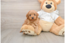Playful Mini Groodle Poodle Mix Puppy