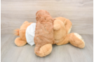 Hypoallergenic Mini Goldiepoo Poodle Mix Puppy