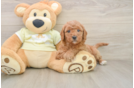 Adorable Golden Retriever Poodle Mix Poodle Mix Puppy