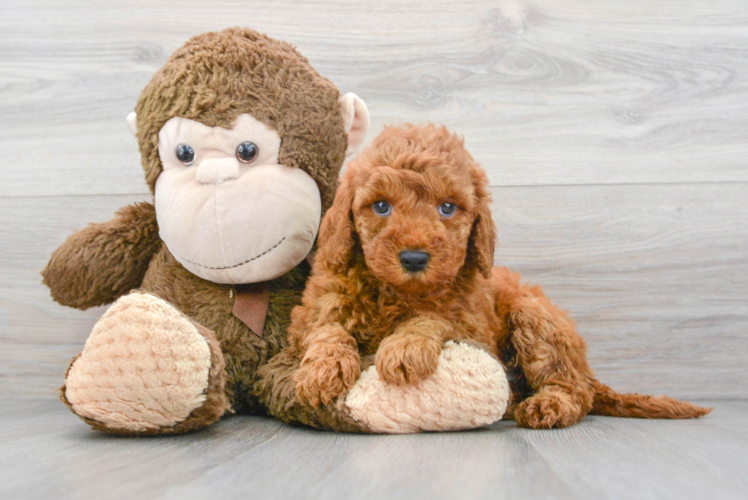 Fluffy Mini Goldendoodle Poodle Mix Pup