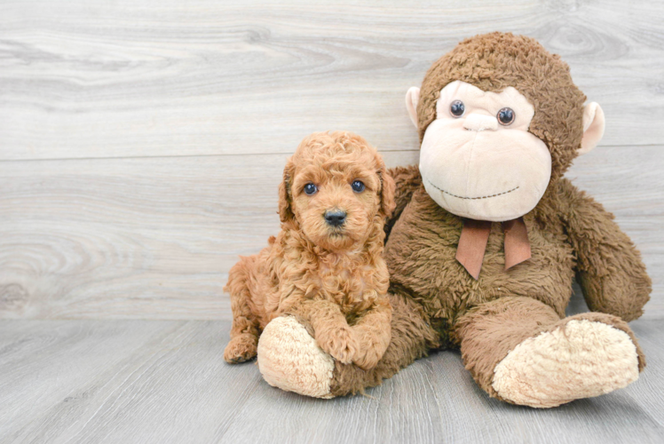 Sweet Mini Goldendoodle Baby