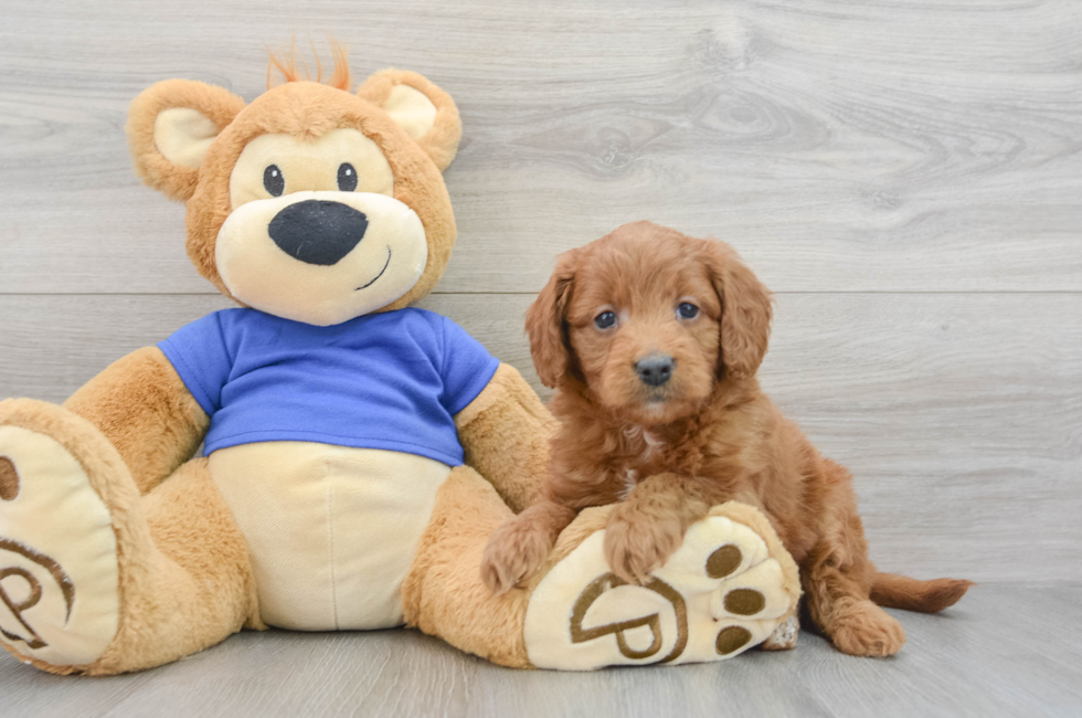8 week old Mini Goldendoodle Puppy For Sale - Puppy Love PR