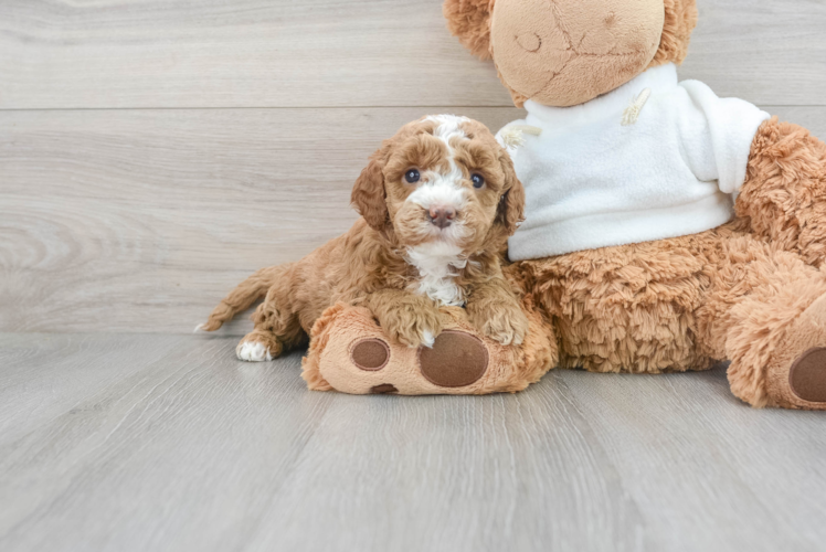 Meet Teagan - our Mini Goldendoodle Puppy Photo 1/3 - Puppy Love PR Mini Goldendoodle Puppy for Adoption
