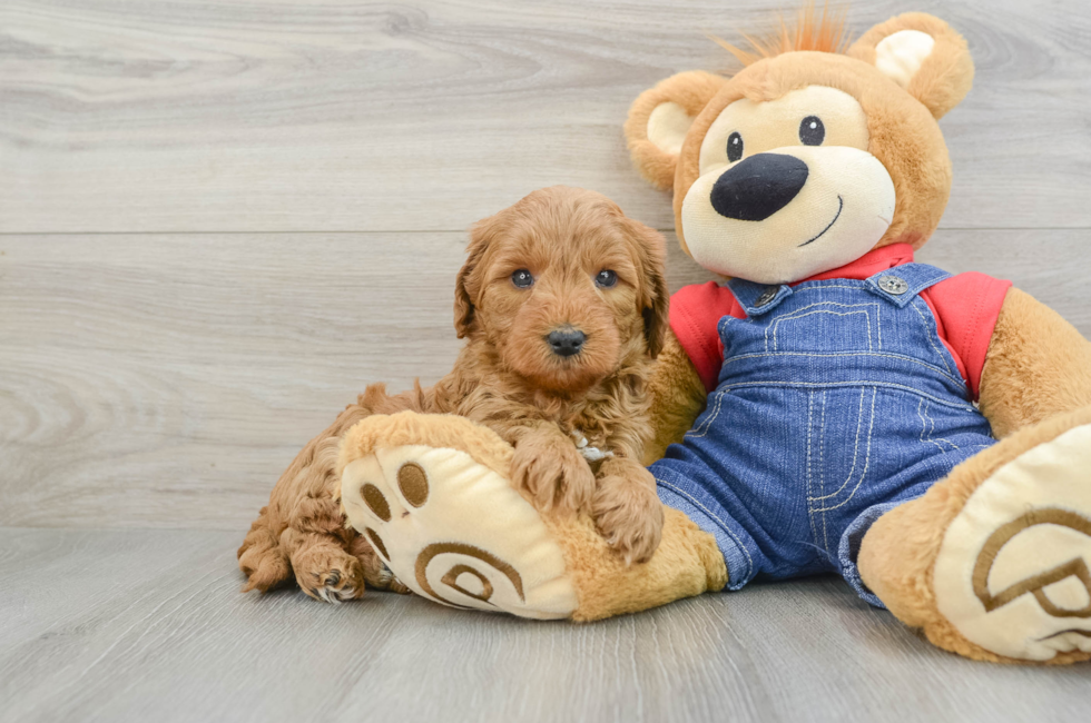 7 week old Mini Goldendoodle Puppy For Sale - Puppy Love PR