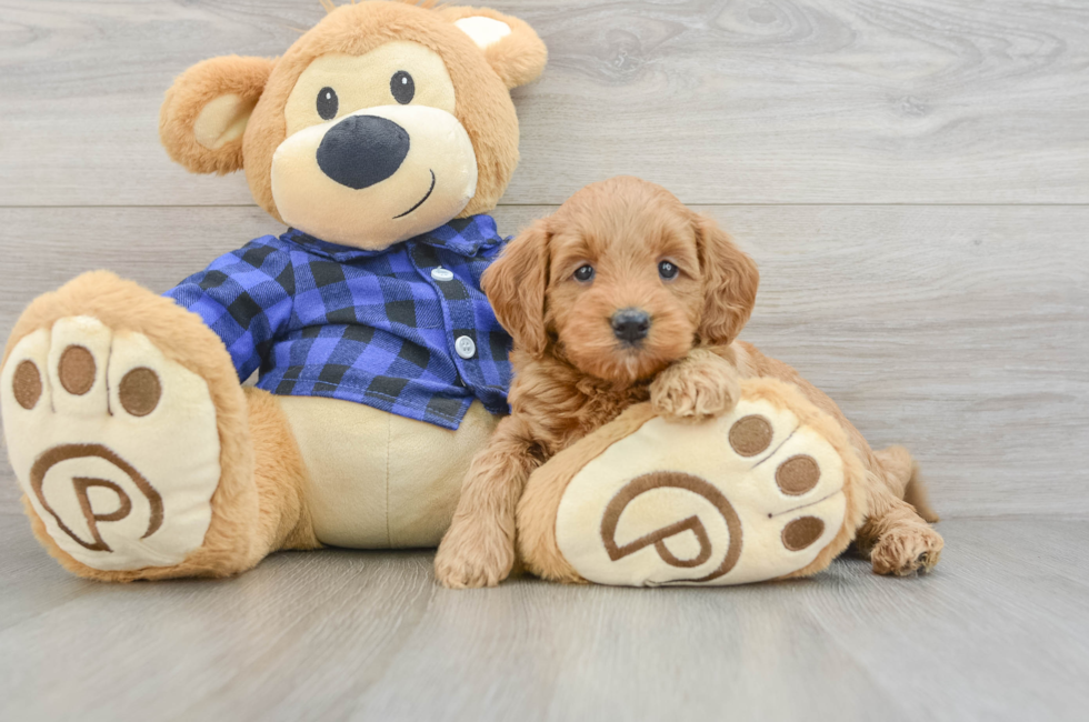 7 week old Mini Goldendoodle Puppy For Sale - Puppy Love PR