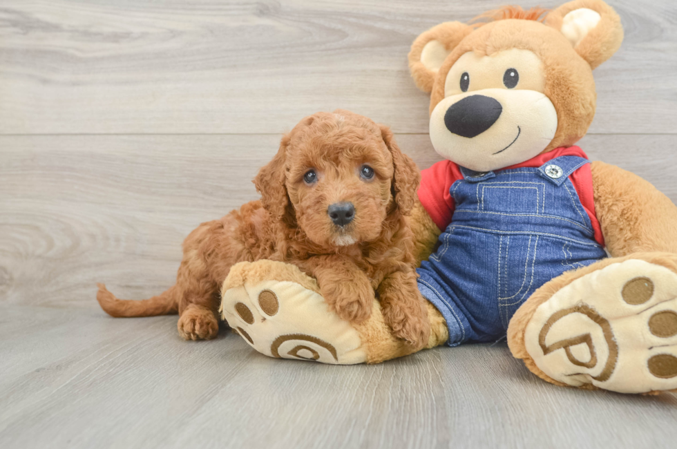 5 week old Mini Goldendoodle Puppy For Sale - Puppy Love PR
