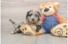 Funny Mini Goldendoodle Poodle Mix Pup