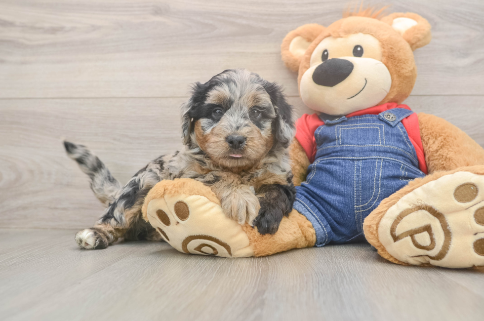 5 week old Mini Goldendoodle Puppy For Sale - Puppy Love PR