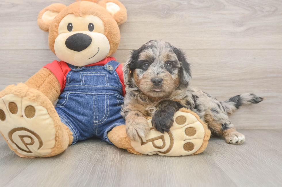 Little Mini Goldenpoo Poodle Mix Puppy