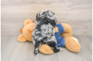 Happy Mini Goldendoodle Baby