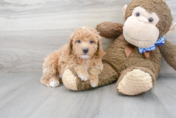 Meet Teagan - our Mini Goldendoodle Puppy Photo 1/3 - Puppy Love PR Best Mini Goldendoodle Baby