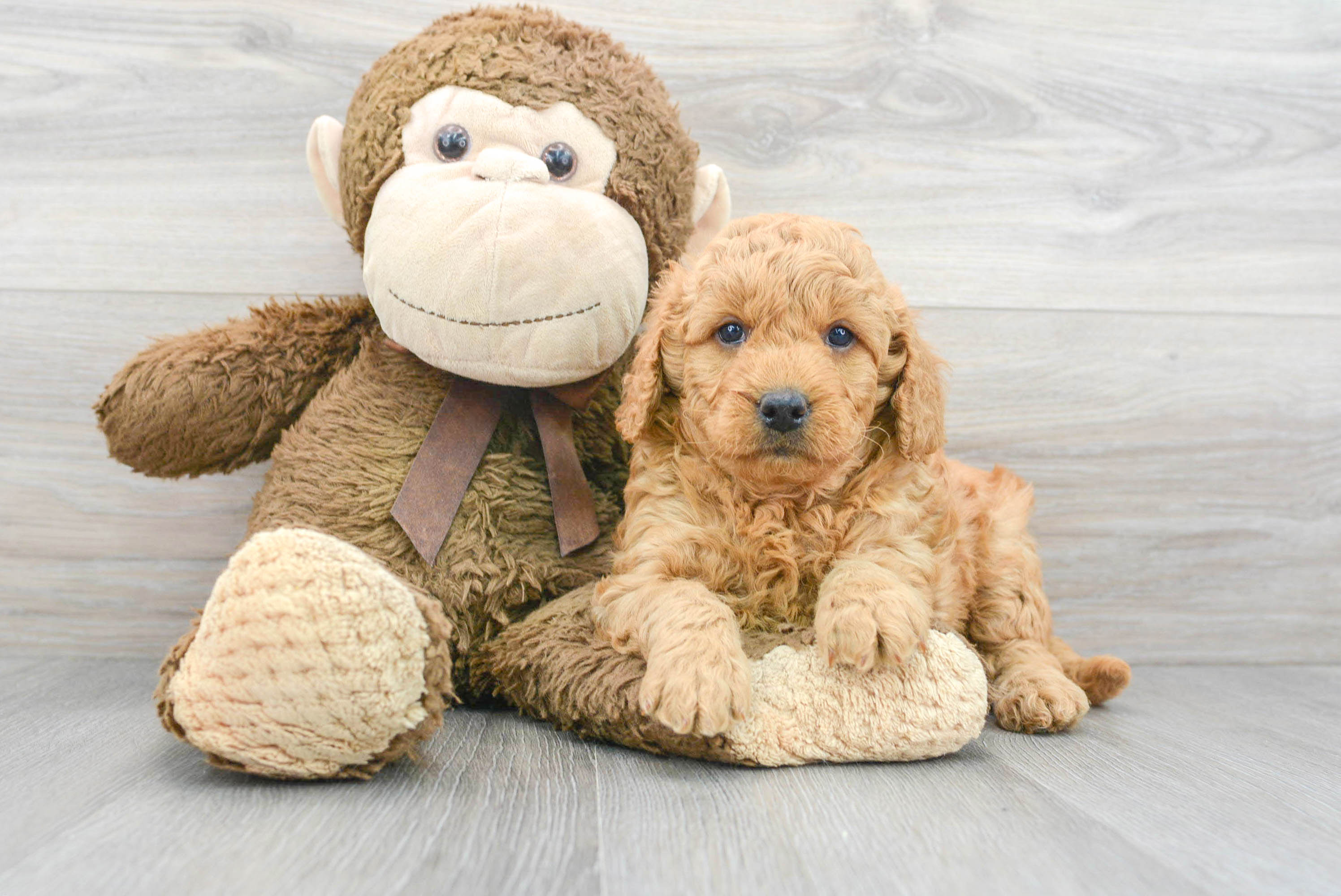Best Mini Goldendoodle Baby