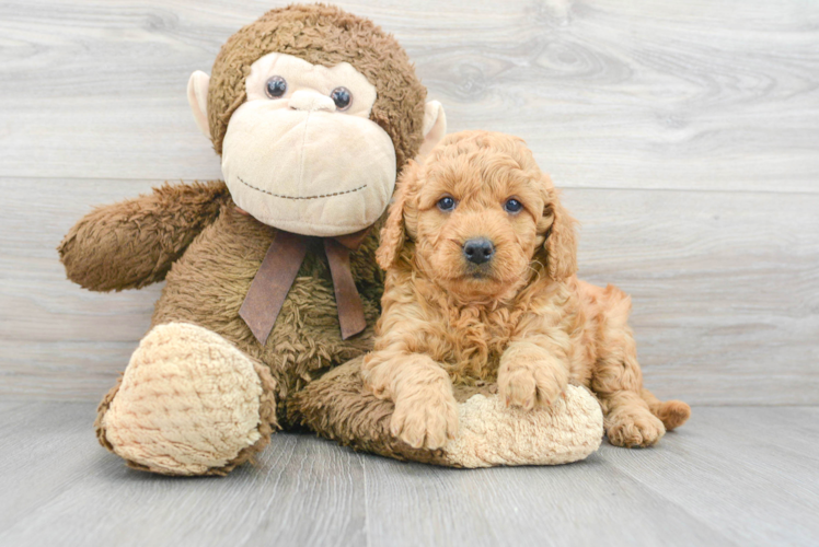 Meet Teagan - our Mini Goldendoodle Puppy Photo 1/3 - Puppy Love PR Best Mini Goldendoodle Baby