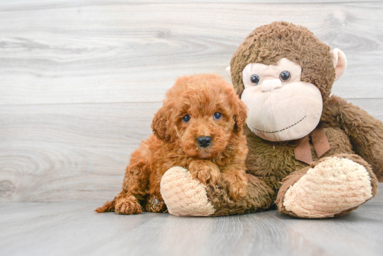 Mini Goldendoodle Pup Being Cute