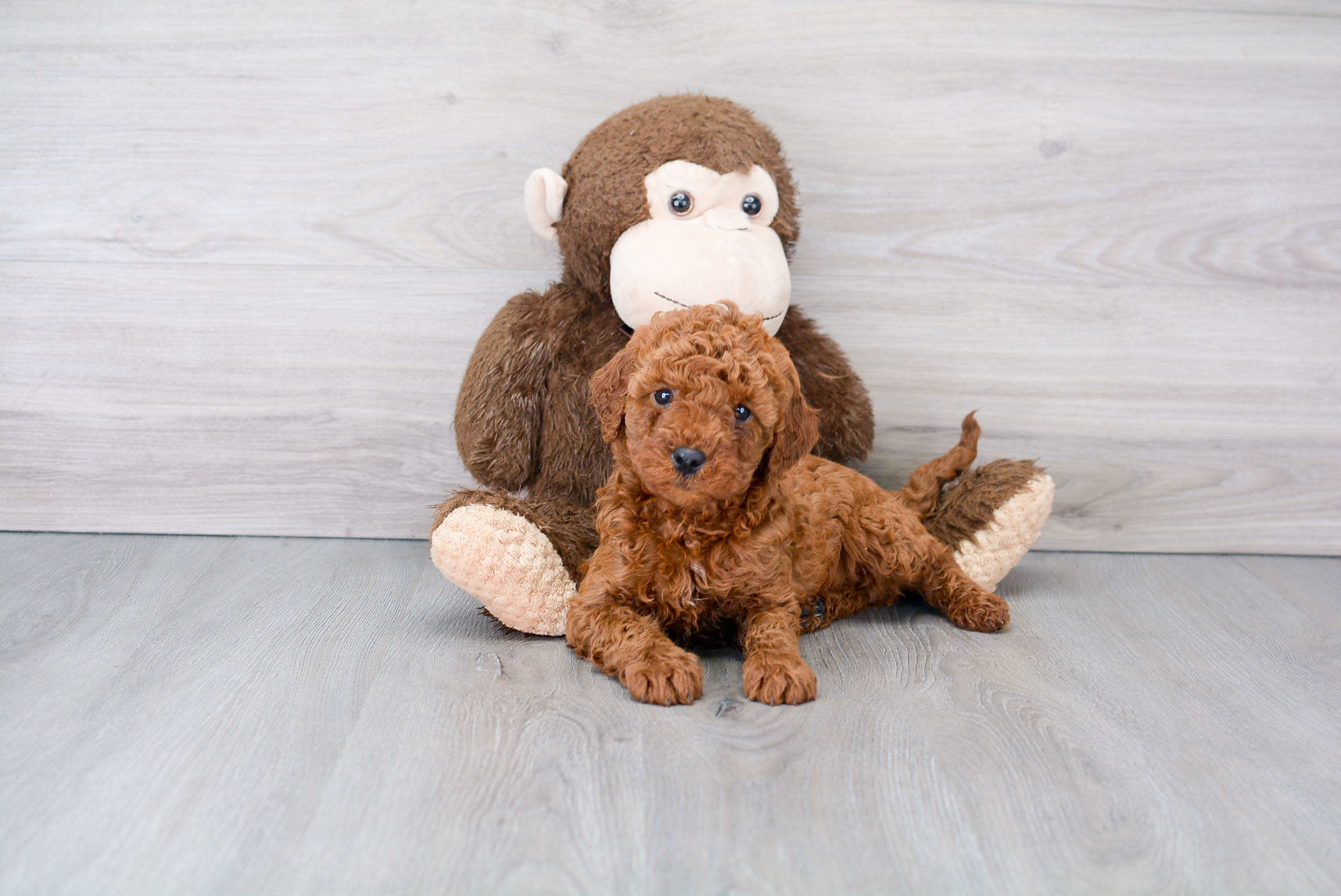 Mini Goldendoodle Pup Being Cute