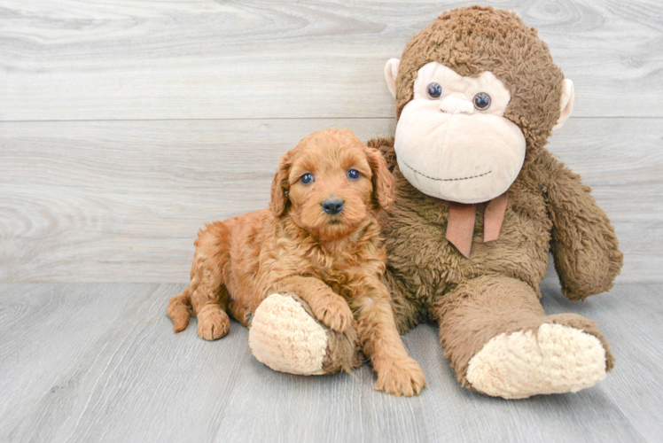 Meet Tesla - our Mini Goldendoodle Puppy Photo 1/3 - Puppy Love PR Mini Goldendoodle Puppy for Adoption