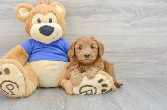 Best Mini Goldendoodle Baby