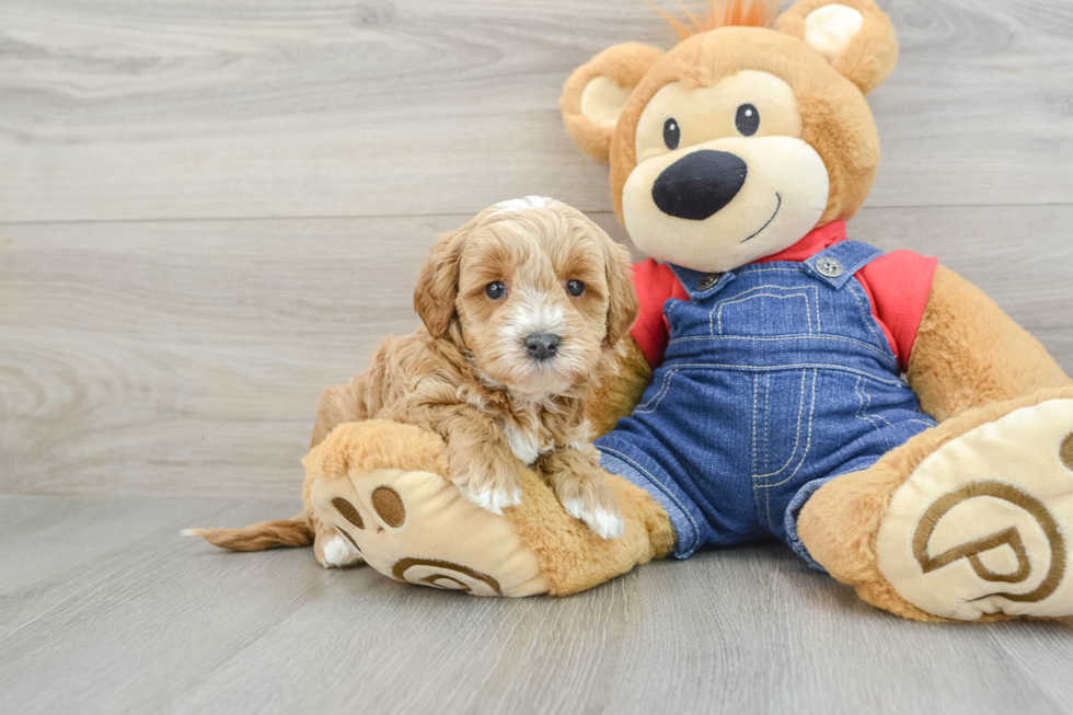 Best Mini Goldendoodle Baby