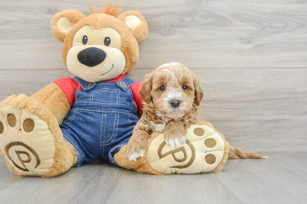 7 week old Mini Goldendoodle Puppy For Sale - Puppy Love PR