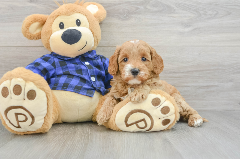 7 week old Mini Goldendoodle Puppy For Sale - Puppy Love PR