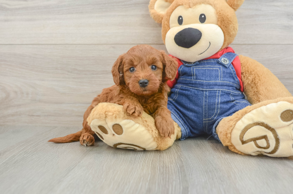 5 week old Mini Goldendoodle Puppy For Sale - Puppy Love PR