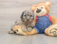 7 week old Mini Goldendoodle Puppy For Sale - Puppy Love PR