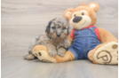 Best Mini Goldendoodle Baby