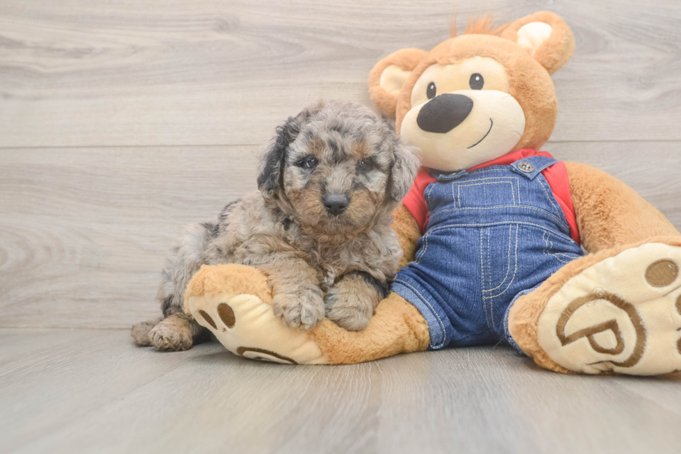 Best Mini Goldendoodle Baby