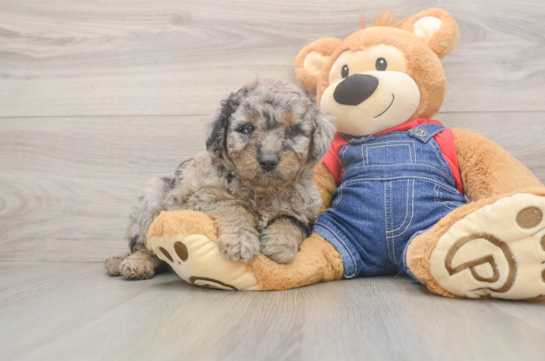 Best Mini Goldendoodle Baby