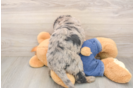 Hypoallergenic Mini Goldiepoo Poodle Mix Puppy