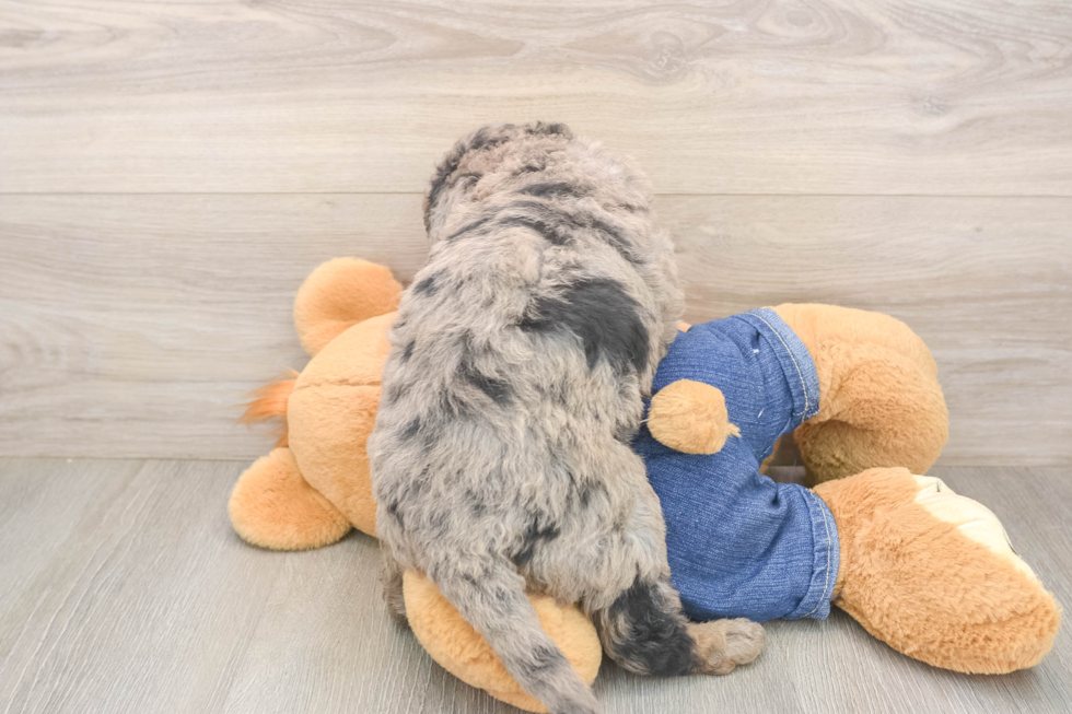 Hypoallergenic Mini Goldiepoo Poodle Mix Puppy
