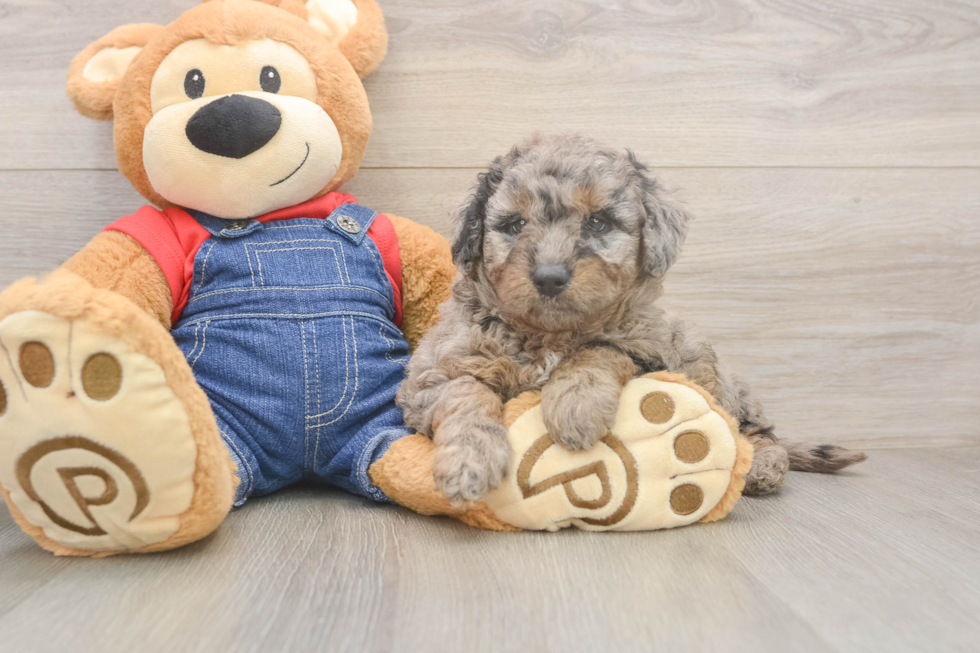 Smart Mini Goldendoodle Poodle Mix Pup