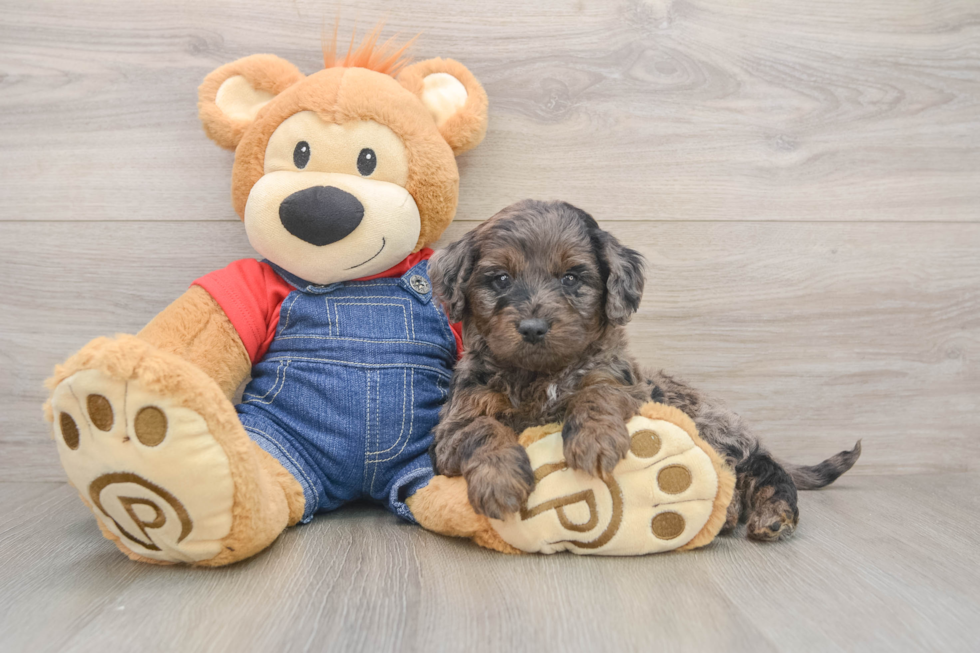 Funny Mini Goldendoodle Poodle Mix Pup