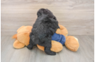 Best Mini Goldendoodle Baby