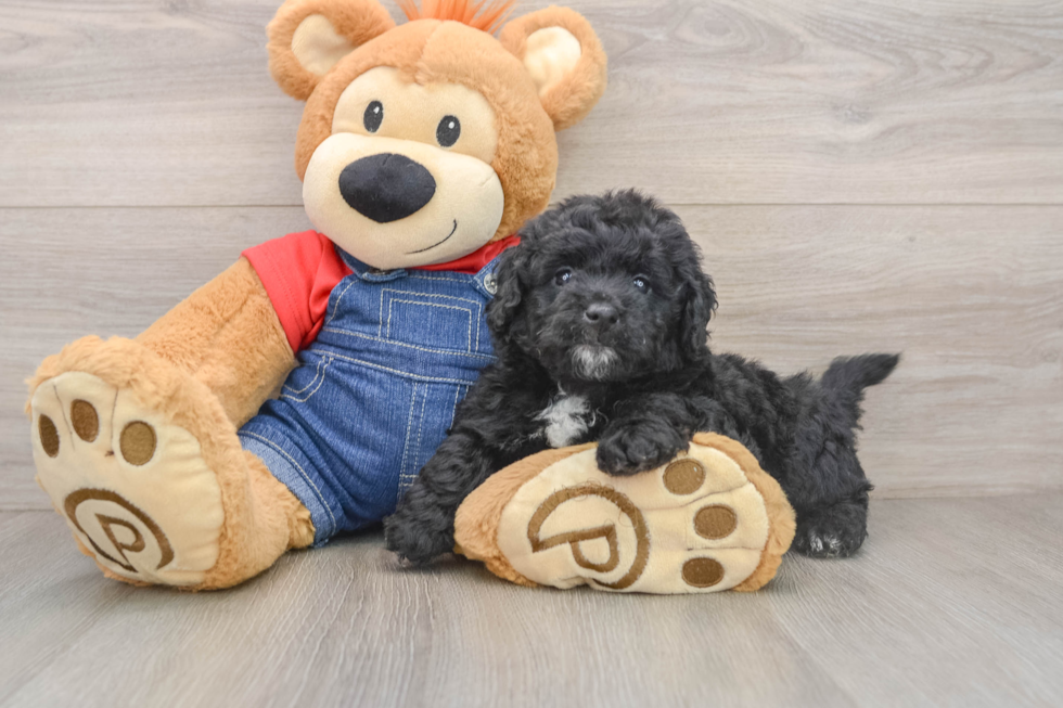 Mini Goldendoodle Pup Being Cute