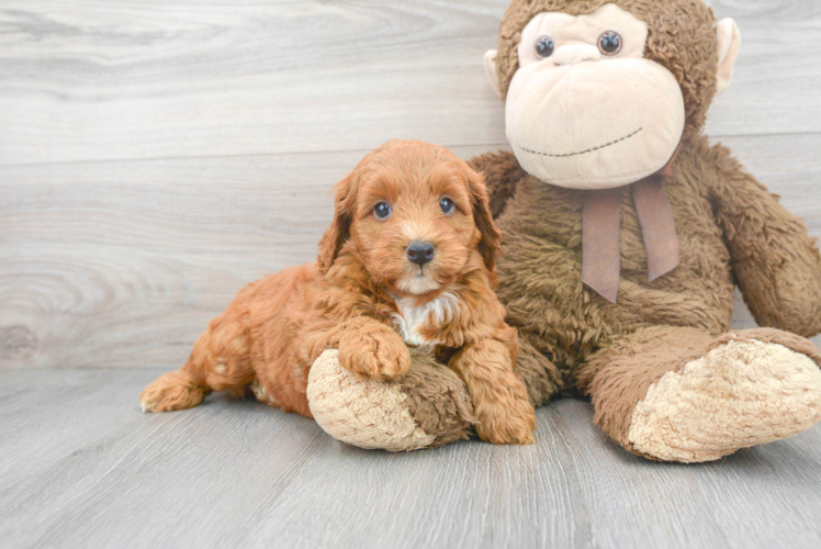 Cute Mini Goldendoodle Baby