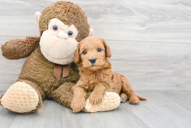Meet Theodore - our Mini Goldendoodle Puppy Photo 1/3 - Puppy Love PR Best Mini Goldendoodle Baby