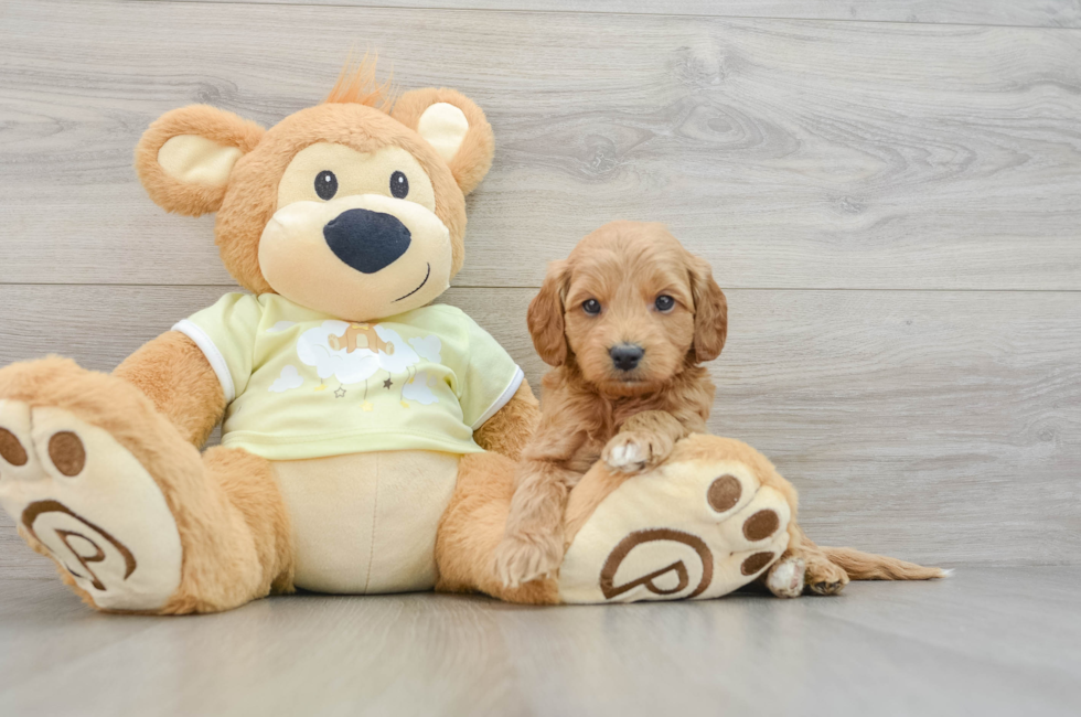 6 week old Mini Goldendoodle Puppy For Sale - Puppy Love PR