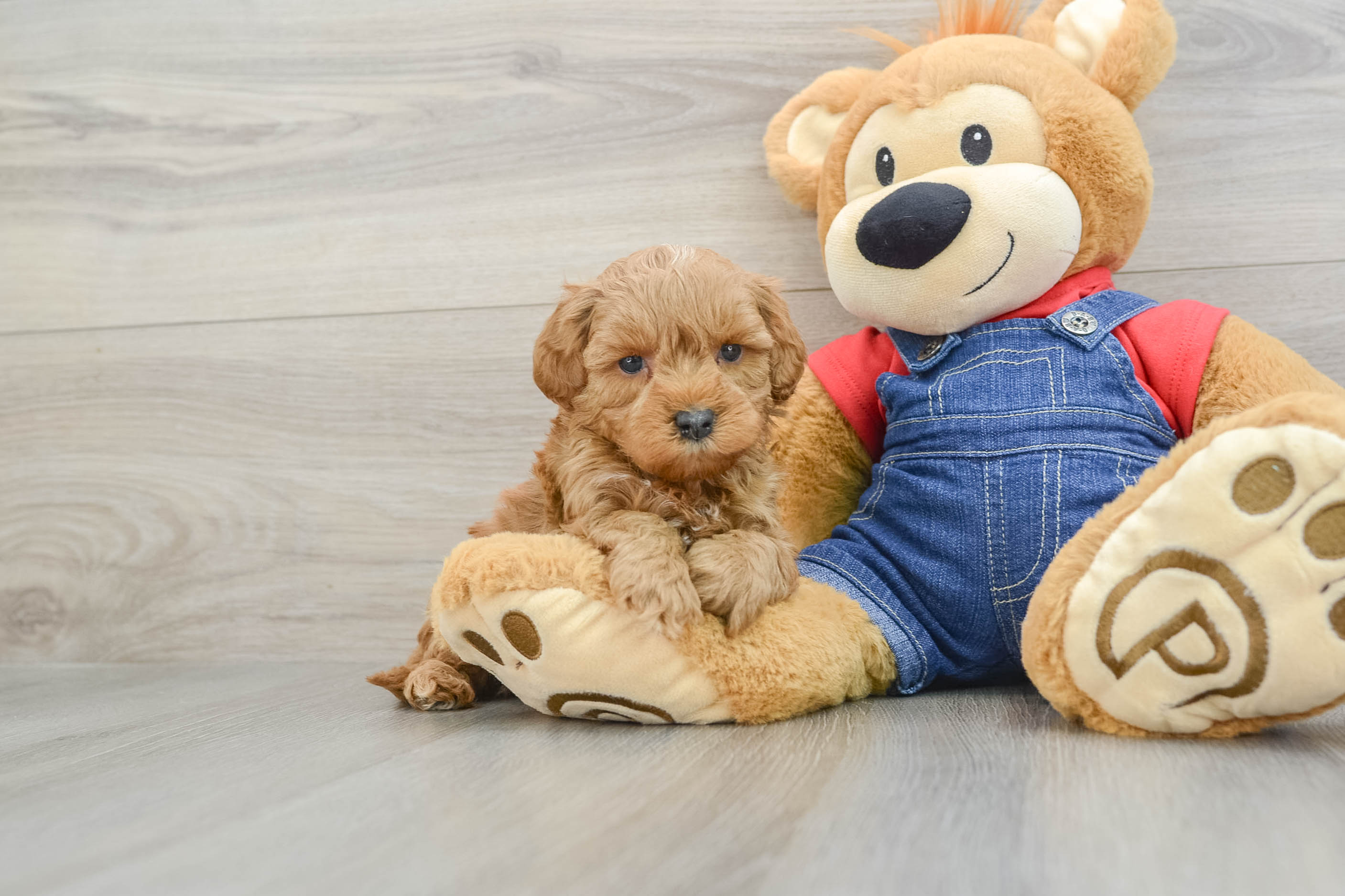 Hypoallergenic Mini Goldiepoo Poodle Mix Puppy