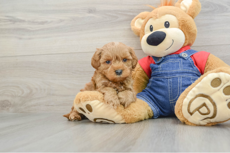 Meet Theodore - our Mini Goldendoodle Puppy Photo 1/3 - Puppy Love PR Hypoallergenic Mini Goldiepoo Poodle Mix Puppy