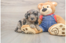 Playful Mini Groodle Poodle Mix Puppy