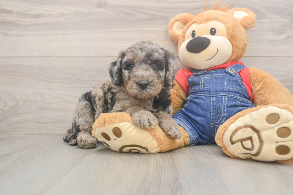 Playful Mini Groodle Poodle Mix Puppy