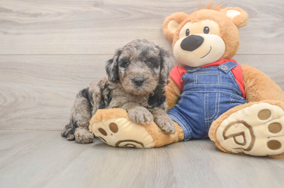 5 week old Mini Goldendoodle Puppy For Sale - Puppy Love PR
