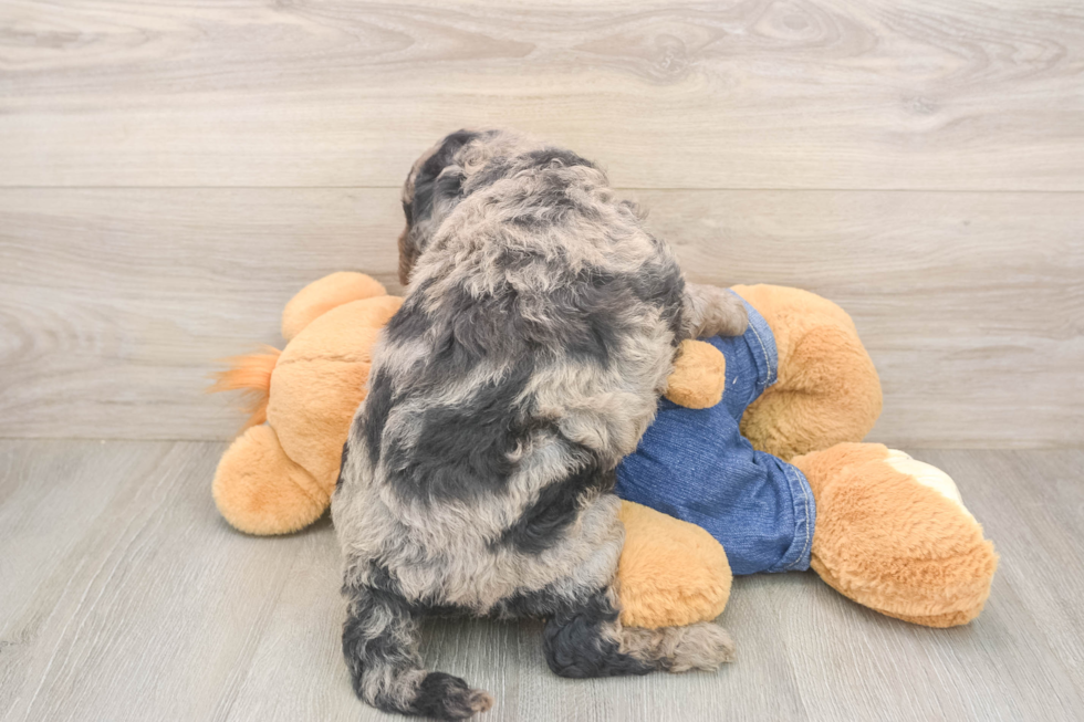 Fluffy Mini Goldendoodle Poodle Mix Pup