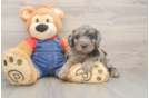 Best Mini Goldendoodle Baby