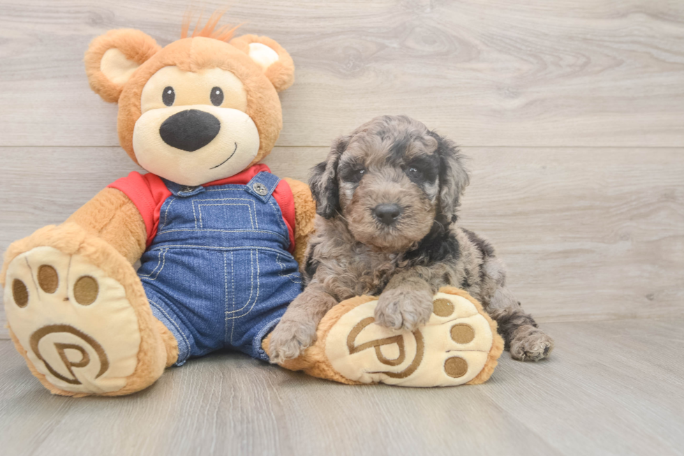 Best Mini Goldendoodle Baby