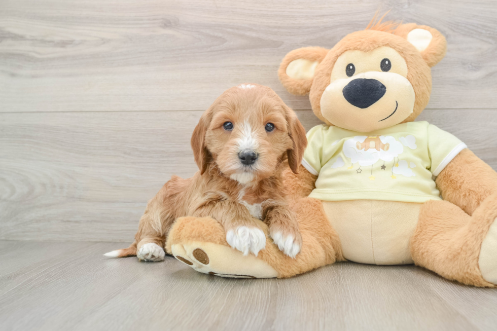 Playful Mini Groodle Poodle Mix Puppy