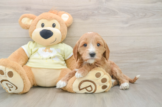 Energetic Golden Doodle Poodle Mix Puppy