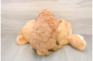 Happy Mini Goldendoodle Baby